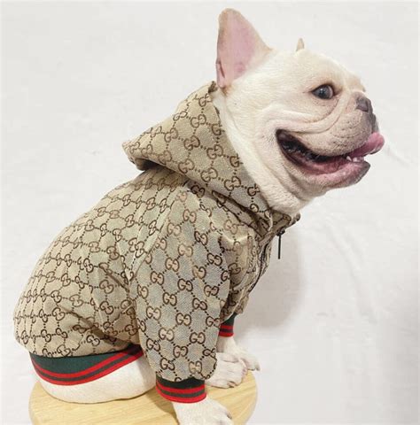 gucci rain coat for dogs.